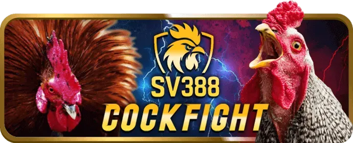 Kèo Meron Đá Gà Wibo88